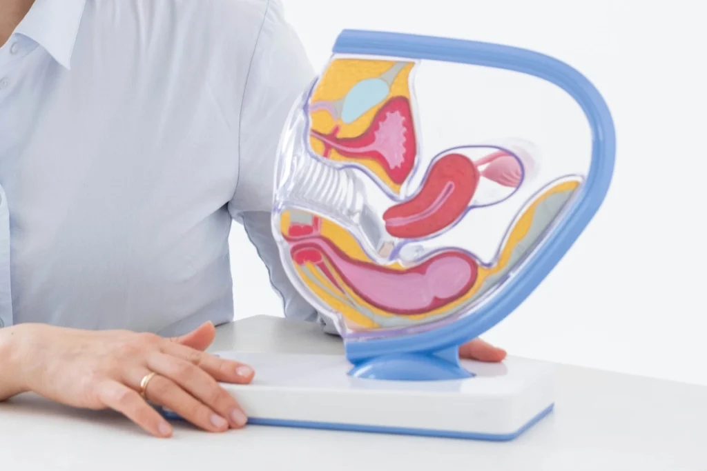 Cum funcționează digestia? Etape digestie, etapele digestive, digestie ușoară