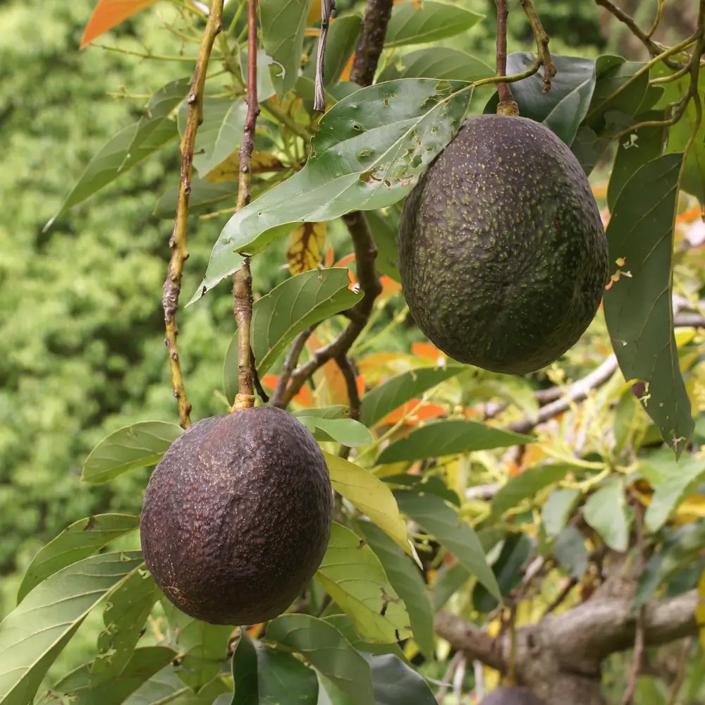Avocado