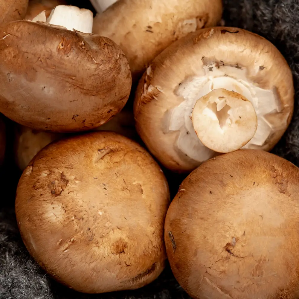 ciuperci champignon brune