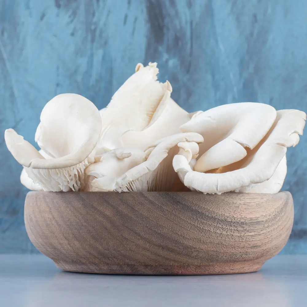 ciuperci pleurotus oyster