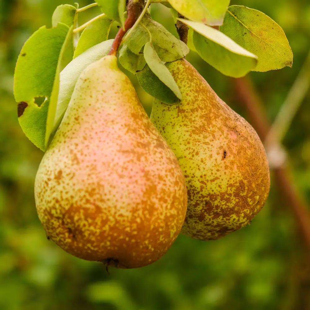 pere