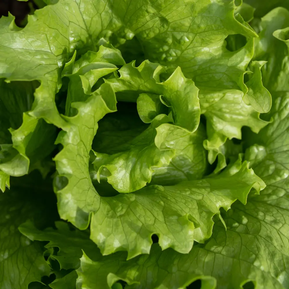 salată verde laptucă