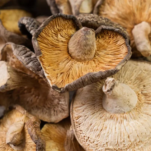 ciuperci asiatice shiitake