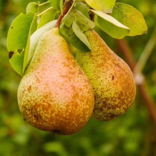 pere
